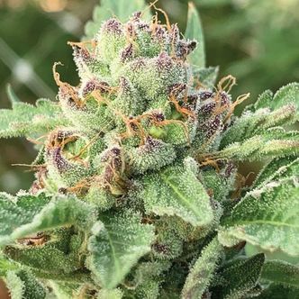 Apple Blossom (Humboldt Seed Company) feminiserede cannabisfr&oslash;