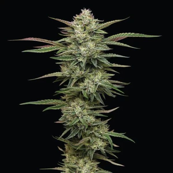 Blueberry Cupcake (Humboldt Seed Company) Feminiserede