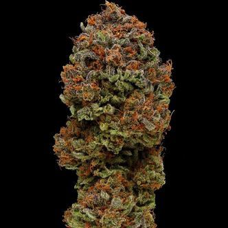 Blueberry Muffin (Humboldt Seed Company) feminiserede cannabisfr&oslash;