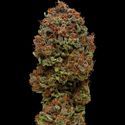 Blueberry Muffin (Humboldt Seed Company) Feminiserede
