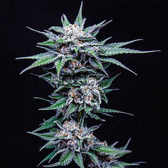 Blueberry Pancakes (Humboldt Seed Company) feminiserede