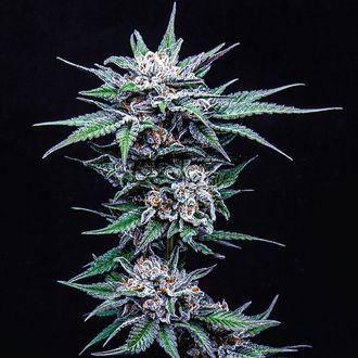 Blueberry Pancakes (Humboldt Seed Company) Feminiserede
