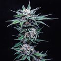 Blueberry Pancakes (Humboldt Seed Company) Feminiserede