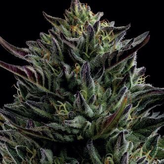 California Octane (Humboldt Seed Company) feminiserede