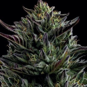 California Octane (Humboldt Seed Company) Feminiserede