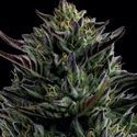 California Octane (Humboldt Seed Company) Feminiserede