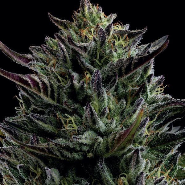 California Octane (Humboldt Seed Company) Feminiserede