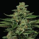 Fortune Cookie (Humboldt Seed Company) Feminiserede