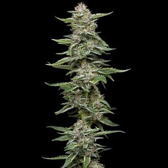 Garlic Budder (Humboldt Seed Company) Feminiserede