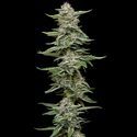 Garlic Budder (Humboldt Seed Company) Feminiserede