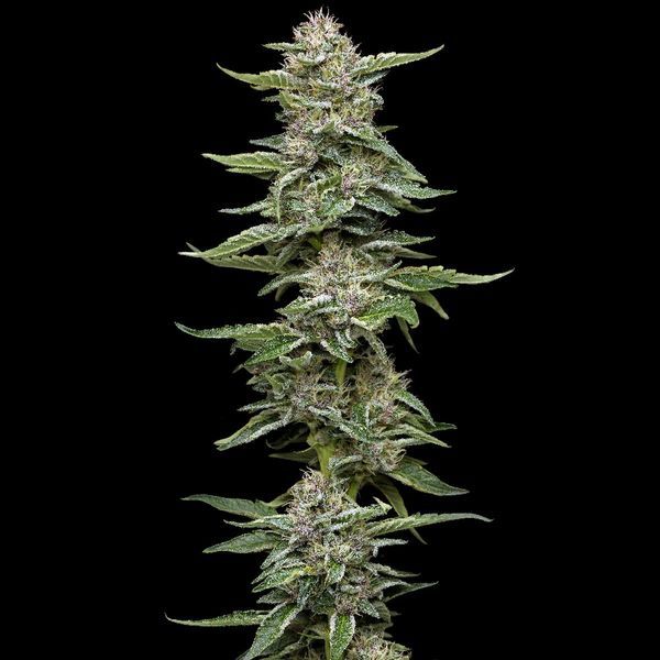 Garlic Budder (Humboldt Seed Company) Feminiserede