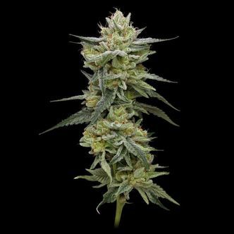 Hella Jelly (Humboldt Seed Company) feminiserede
