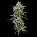 Hella Jelly (Humboldt Seed Company) Feminiserede
