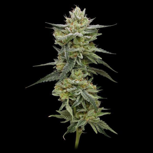 Hella Jelly (Humboldt Seed Company) Feminiserede