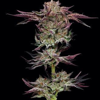 Jelly Donutz (Humboldt Seed Company) Feminiserede