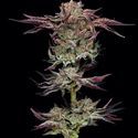 Jelly Donutz (Humboldt Seed Company) Feminiserede