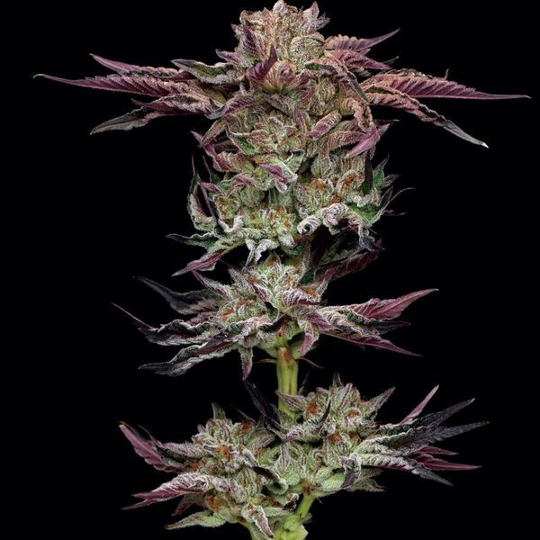 Jelly Donutz (Humboldt Seed Company) Feminiserede