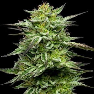Mountaintop Mint (Humboldt Seed Company) feminiserede