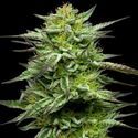 Mountaintop Mint (Humboldt Seed Company) Feminiserede