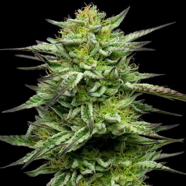 Mountaintop Mint (Humboldt Seed Company) Feminiserede