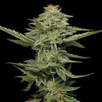 Pistachio (Humboldt Seed Company) feminiserede