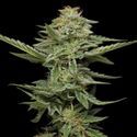 Pistachio (Humboldt Seed Company) Feminiserede