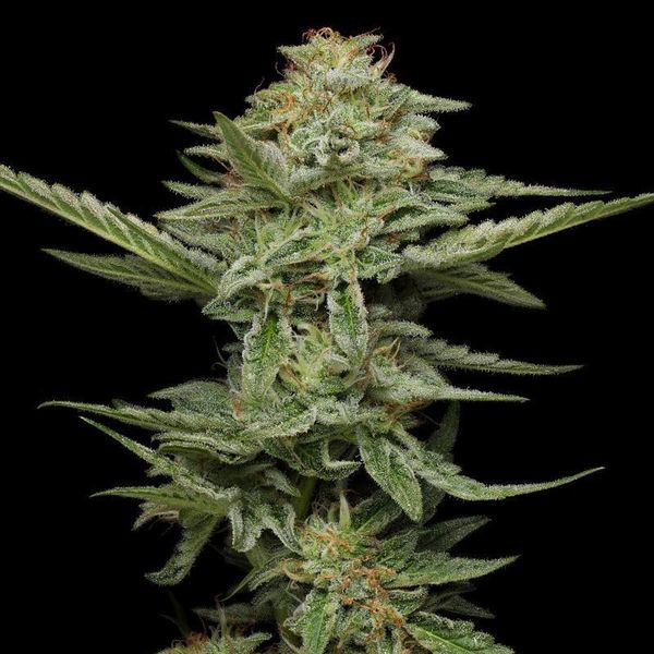 Pistachio (Humboldt Seed Company) Feminiserede