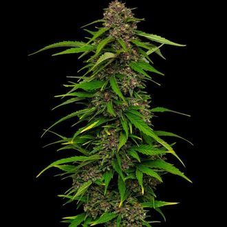 Squirt (Humboldt Seed Company) Feminiserede