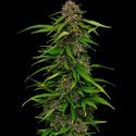 Squirt (Humboldt Seed Company) Feminiserede
