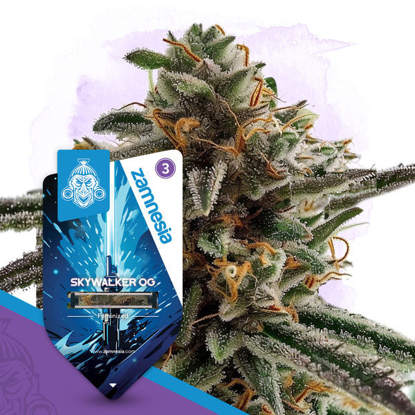 Skywalker OG (Zamnesia Seeds) Feminiserede