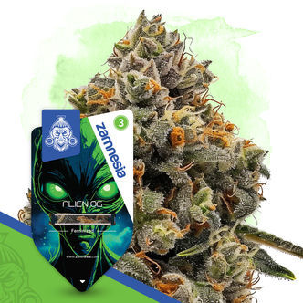Alien OG (Zamnesia Seeds) feminiserede
