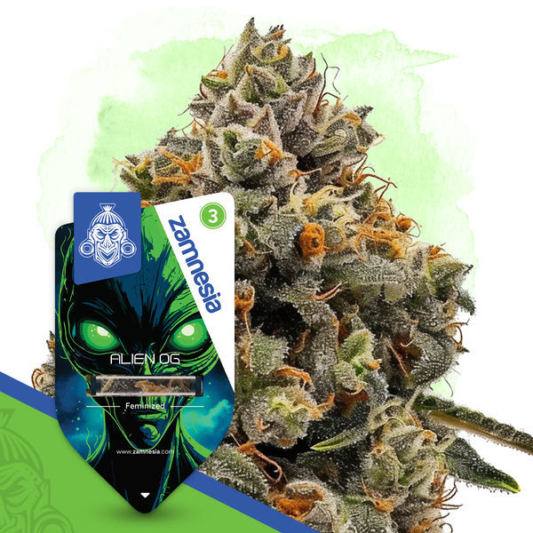 Alien OG (Zamnesia Seeds) Feminiserede