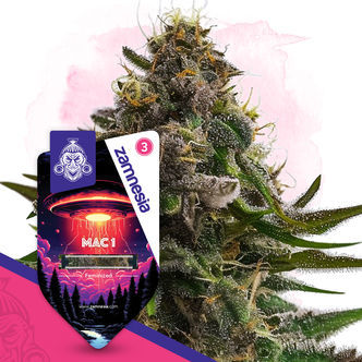 MAC 1 (Zamnesia Seeds) feminiserede