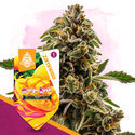 Mango Kush (Zamnesia Seeds) Feminiserede