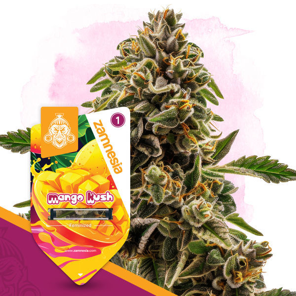Mango Kush (Zamnesia Seeds) Feminiserede
