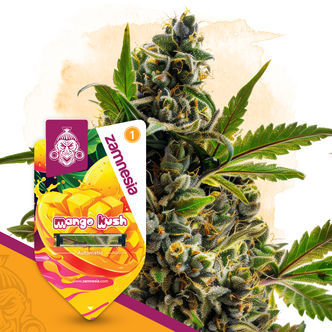 Mango Kush Automatic (Zamnesia Seeds) feminiserede cannabisfr&oslash;