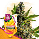 Mango Kush Autoflower (Zamnesia Seeds) Feminiserede