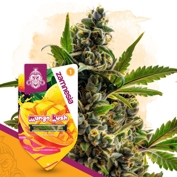Mango Kush Autoflower (Zamnesia Seeds) Feminiserede