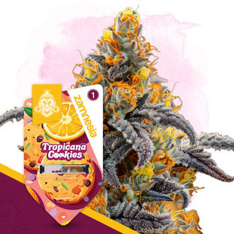 Tropicana Cookies (Zamnesia Seeds) Feminiserede