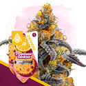Tropicana Cookies (Zamnesia Seeds) Feminiserede