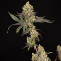 Tropicana Cookies (Zamnesia Seeds) Feminiserede