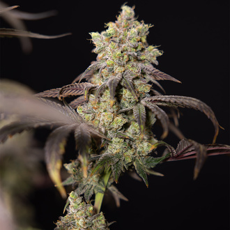 Tropicana Cookies (Zamnesia Seeds) Feminiserede