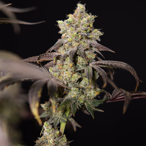 Tropicana Cookies (Zamnesia Seeds) Feminiserede