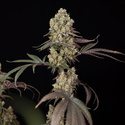 Tropicana Cookies (Zamnesia Seeds) Feminiserede