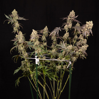 Tropicana Cookies (Zamnesia Seeds) Feminiserede
