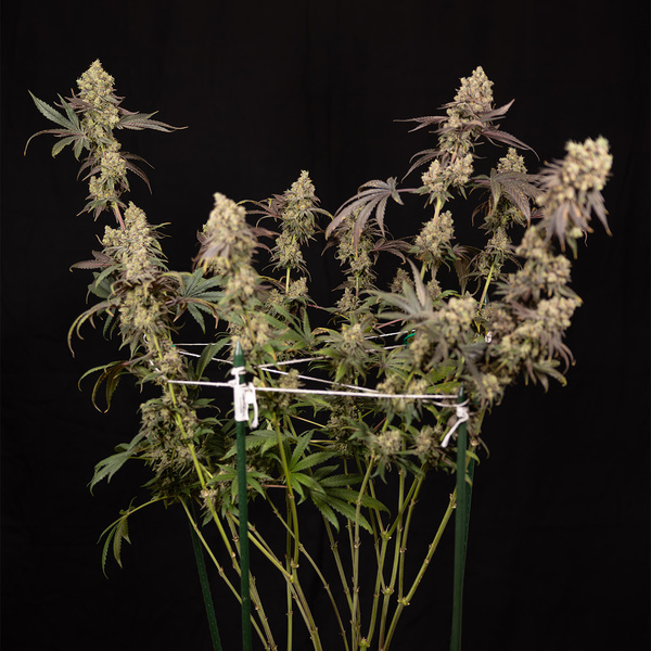 Tropicana Cookies (Zamnesia Seeds) Feminiserede