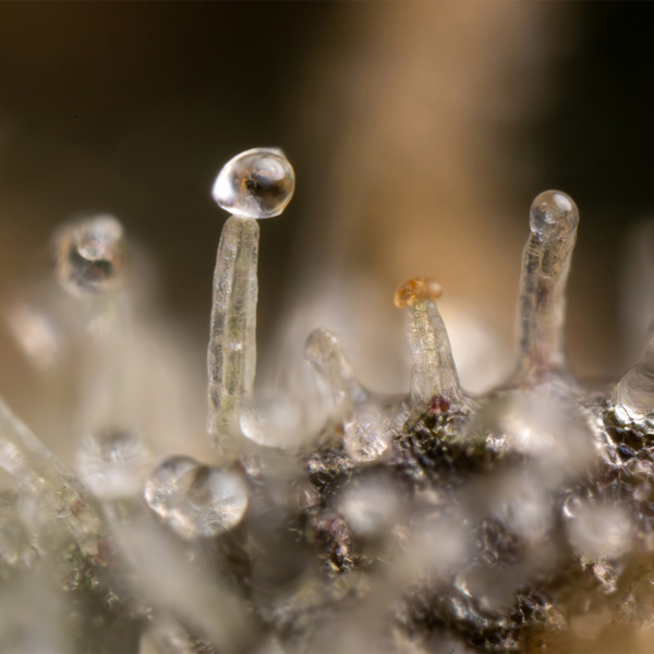 Tropicana Cookies (Zamnesia Seeds) Feminiserede