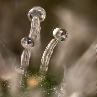 Tropicana Cookies (Zamnesia Seeds) Feminiserede