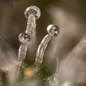 Tropicana Cookies (Zamnesia Seeds) Feminiserede