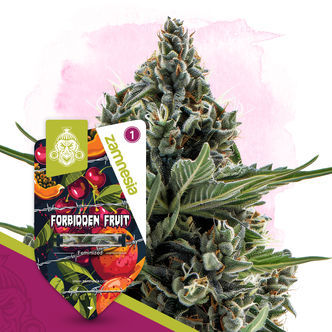 Forbidden Fruit (Zamnesia Seeds) feminiserede